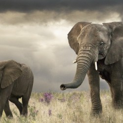 Elephant song